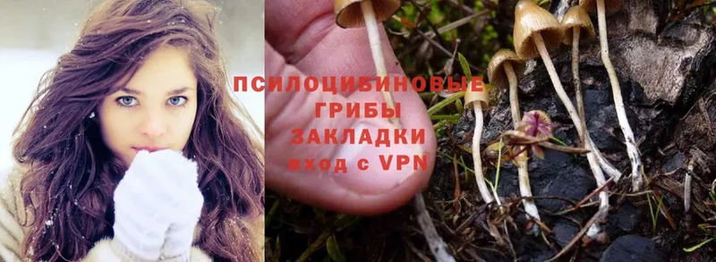 Галлюциногенные грибы Psilocybine cubensis  ОМГ ОМГ онион  Дмитров  наркотики 